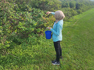 Blueberry Picking