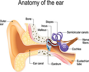 Anatomy of the ear