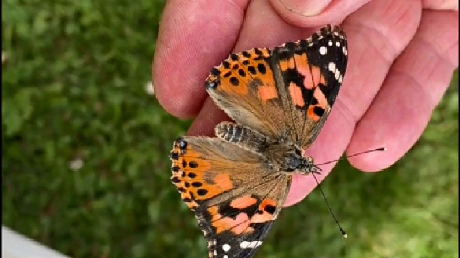 Annual Guthrie Hospice Butterfly Release