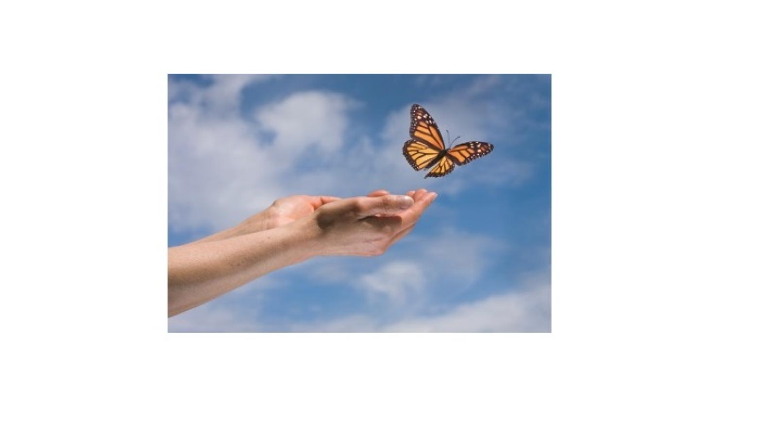 Butterfly Release