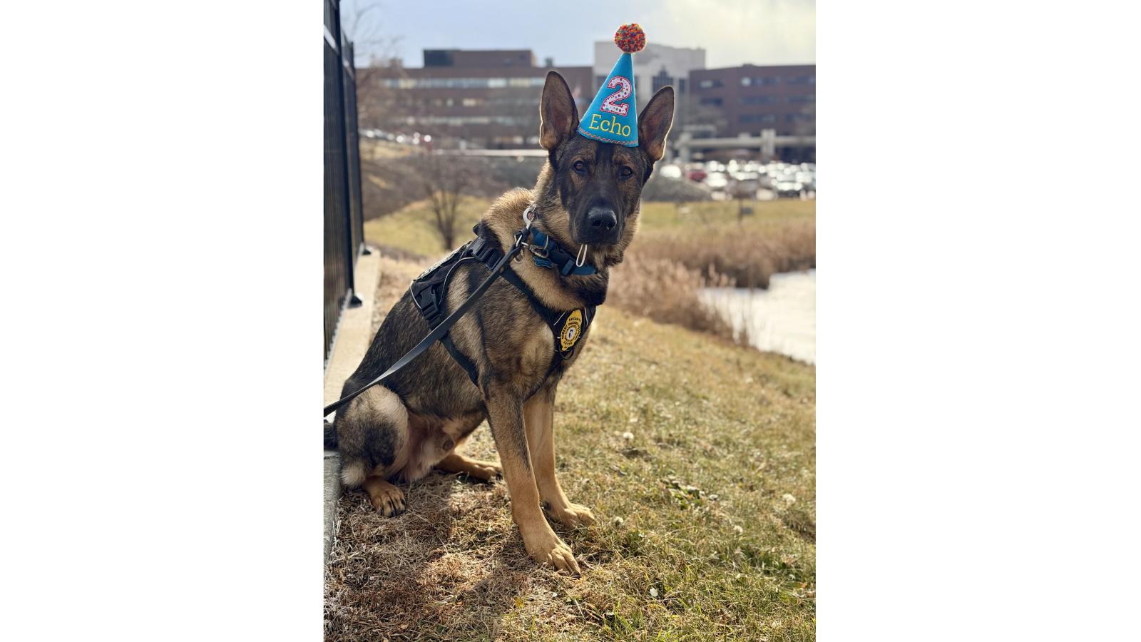 German Shepard wearing a conical birthday hat. 
