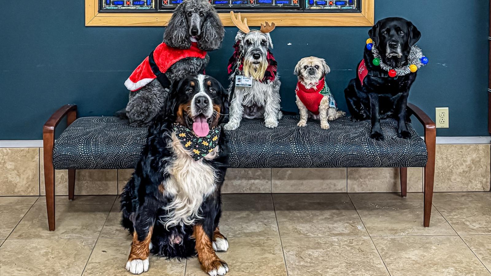 What started with a single dog and a simple idea has grown into one of Guthrie Lourdes Hospital's most beloved programs — and this spring, it turns 10.