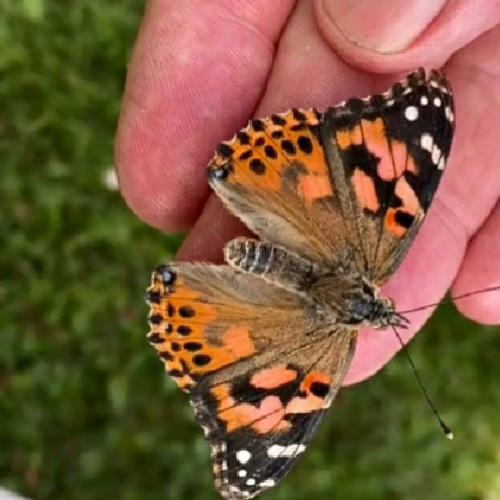 Annual Guthrie Hospice Butterfly Release