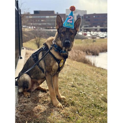 German Shepard wearing a conical birthday hat. 
